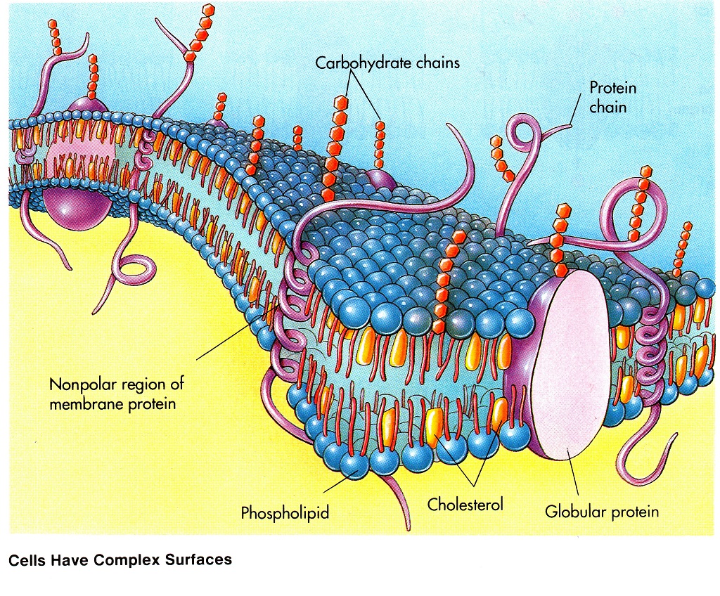 Общий план строения плазмолеммы